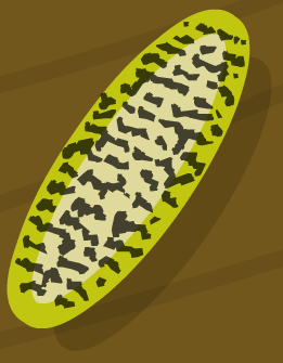 File:Basmati Rice.png