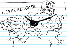 File:cerebellumd.png