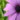Image:Flower.jpg