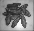 Thumbnail for version as of 04:54, 5 August 2026