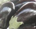 Thumbnail for version as of 04:56, 5 August 2026