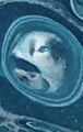 Thumbnail for version as of 04:52, 5 August 2026