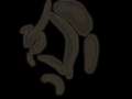 Thumbnail for version as of 04:47, 5 August 2026
